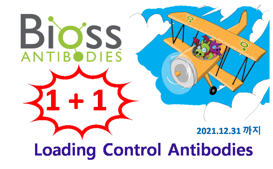 Bioss loading control antibody 1+1.png